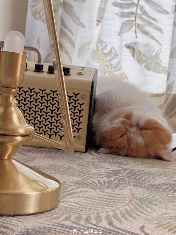 #微博评论 早安有明星没醒被评论的微博 三松许 🦷𓈒 * 🦷˚ ⊹“笑一个吧～” 🦷～  #starlink偶像计划#42 秒前 属地河南 | 玉桂幺幺