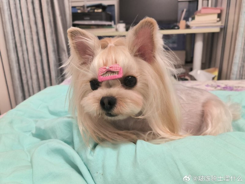 #微博照片转发 共 6 张