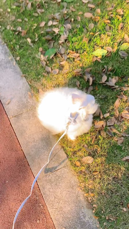 #珈乐魂 #b站视频 看看阳光的富贵大兔子直播