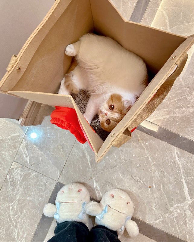 #b站相册动态 ＃小狗说 这就是那个麦门出的猫窝[罗小黑_可可爱爱]相相这个照片很可爱[罗小黑_吃瓜]晚安了  我去看了地上积雪已经很厚了[UPOWER_33605910_醉奶][UPOWER_33605910_嗨嗨]35 秒前 | -三松许-