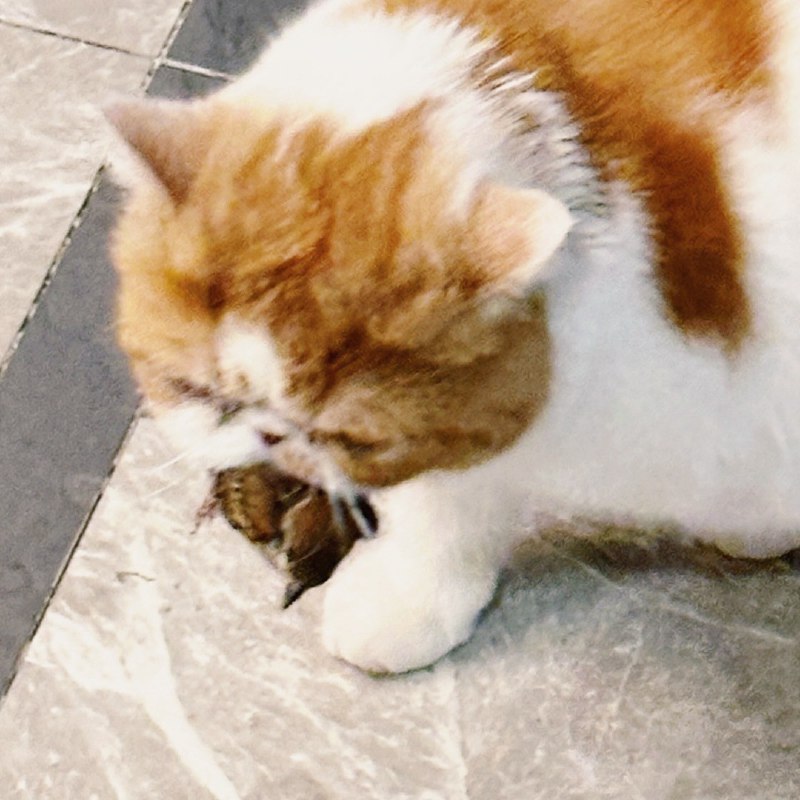 #b站相册动态 2/2