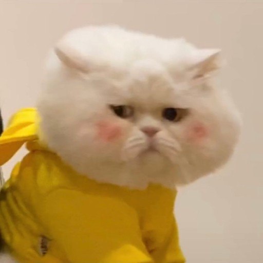 #珈乐魂 #b站取消关注 Kototo关注