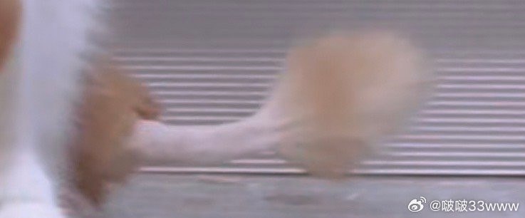 #微博评论回复 很符合我对狮子猫的想象被回复的评论 27 分钟前 @啵啵33www