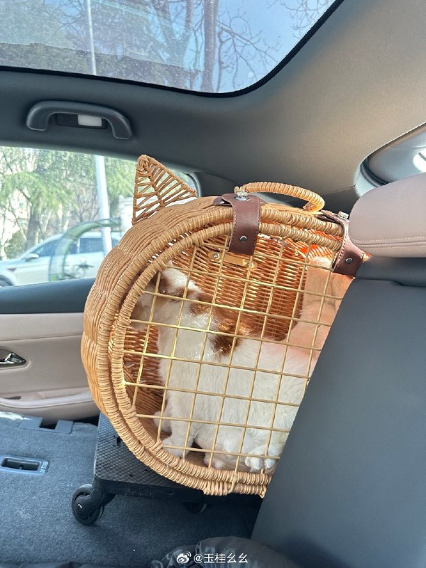 #微博评论 公公回府好开心好开心今天阳光还这么好被评论的微博 玉桂幺幺的微博直播24 秒前 属地河南 | 玉桂幺幺