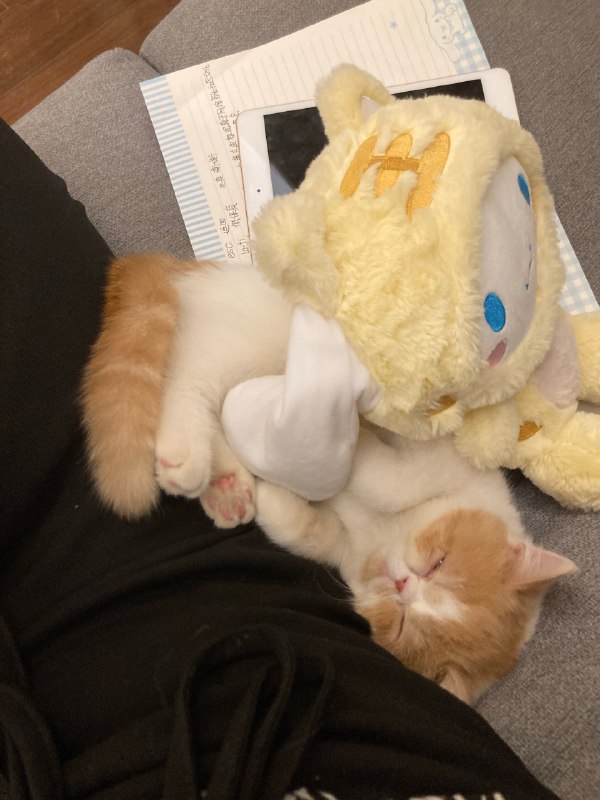 #珈乐魂 #b站相册动态 3/3