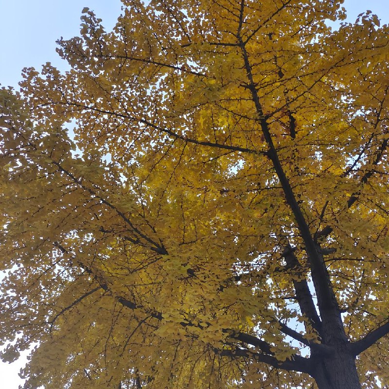 #珈乐魂 #微博评论回复 秋天小僵尸🧟♀️嗷呜 评论回复配图 