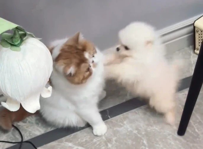 #b站转发 ＃宇宙偏袒猫猫 #双男主 #年下[真相大面包的表情包_钢琴家]被转作者