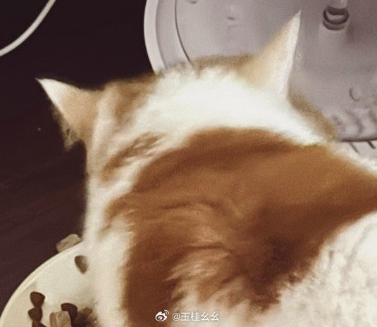 #微博评论 谁家的猫八点半要饭！谁家的猫八点半要饭！我回来读大学了吗！你为什么这么卡点！你以后是不是每天都要这样！（相相回家第一天）被评论的微博 三松许玉桂幺幺 今日阳光明媚  小猫回府♫.¸¸♪  /  ᜊ૮₍ •ᴗ•₎ა  “3u你好  是 一个人吗  来聊聊”#大美女##凹凸有字##豫姐##大##荷兰小猫##starlink偶像计划#13 秒前 属地河南 | 玉桂幺幺