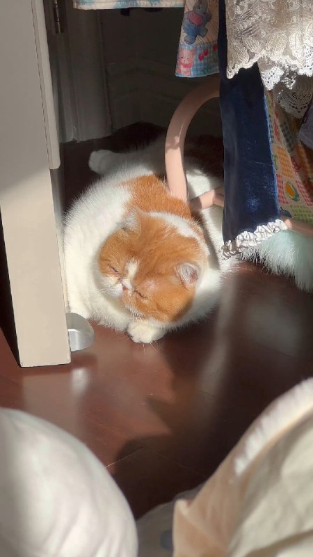 #微博评论回复 我的美猫[路辰绘旅人]被回复的评论 9 分钟前 @御坂1224