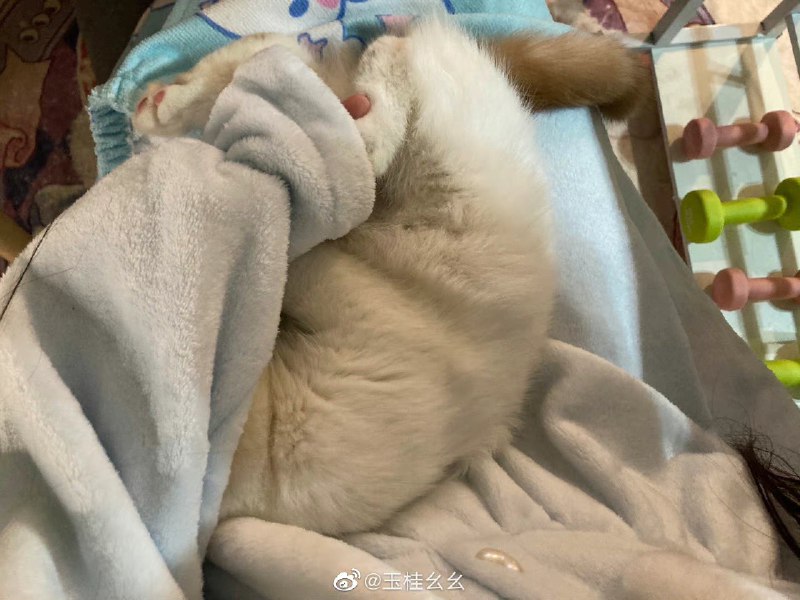 #珈乐魂 #微博评论回复 回复@荧惑守心36251