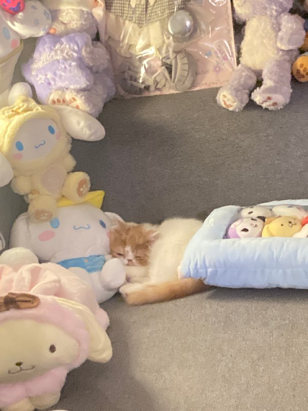 #珈乐魂 #b站相册动态 2/3