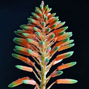 #珈乐魂 #b站取消关注 黄埠小梁关注