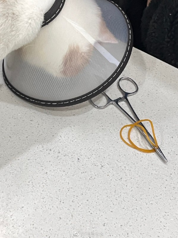 #微博评论 “这是什么”被评论的微博 三松许玉桂幺幺       “说来嘲讽   我不太懂  渴望你懂”         《红玫瑰》              🐿🥀48 秒前 属地河南 | 玉桂幺幺