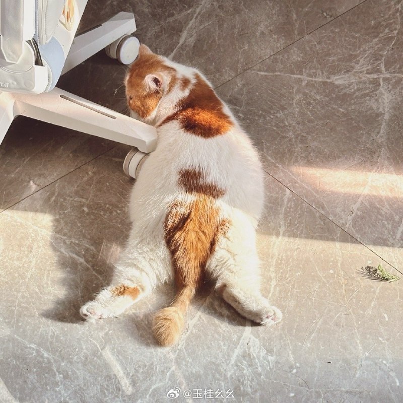 #微博评论 好美的猫  好吵的装修声被评论的微博 玉桂幺幺的微博直播13 秒前 属地河南 | 玉桂幺幺