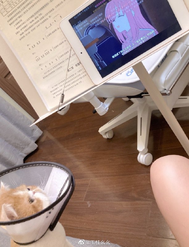 #微博评论 患者点了追番键  患者在看啵骑酱被评论的微博 三松许玉桂幺幺       “说来嘲讽   我不太懂  渴望你懂”         《红玫瑰》              🐿🥀54 秒前 属地河南 | 玉桂幺幺