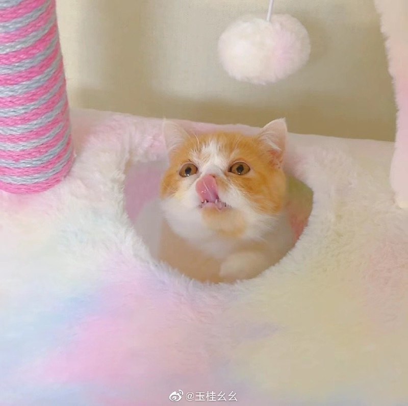 #珈乐魂 #微博评论 看看有更新被评论的微博 三松许玉桂幺幺 —— zbyg【一】嗨妈咪今天是入冬的幺咪时间过得可真快阿开了暖气在室内吃了冰淇淋我是一定要给你看雪的今年反正【二】直播预告