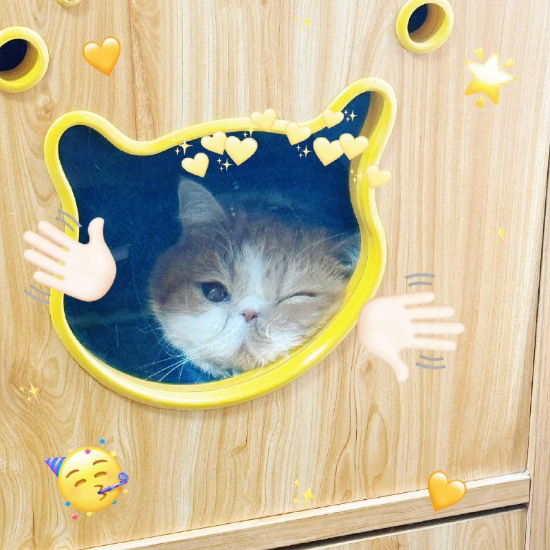 #b站相册动态 ＃小狗说 “你真是我见过最漂亮的小猫猫了” [真相大面包的表情包_爱你]3u复工快乐37 秒前 | -三松许-