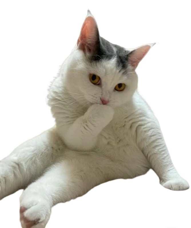 #微博评论回复 我问问她被回复的评论 2 小时前 @玉桂嗷嗷