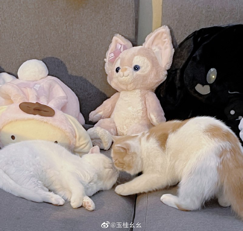 #珈乐魂 #微博照片 三松许玉桂幺幺  都别睡了！#熬夜啵比#13 秒前 属地河南 | 来自玉桂幺幺超话 | 玉桂幺幺