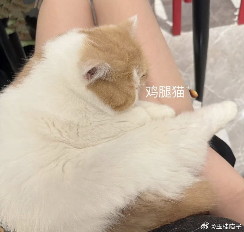 #微博评论回复 玉面包被回复的评论 3 分钟前 @玉桂喵子