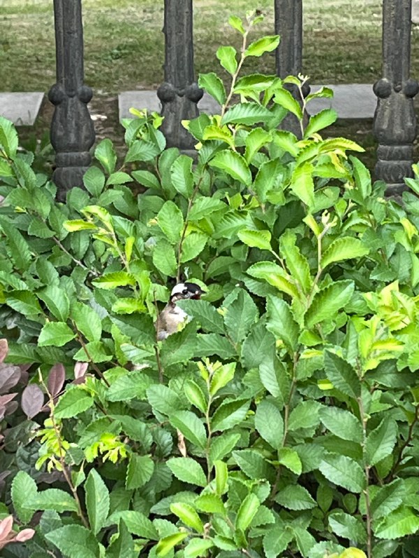 #珈乐魂 #微博照片（8/9）