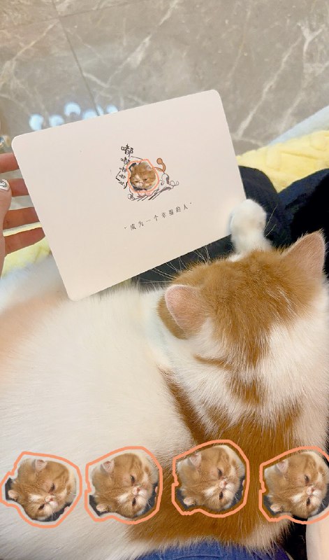 #b站相册动态 速报！网修好（是光纤的问题）听说今天是真相小猫绝育一周年纪念日今晚20