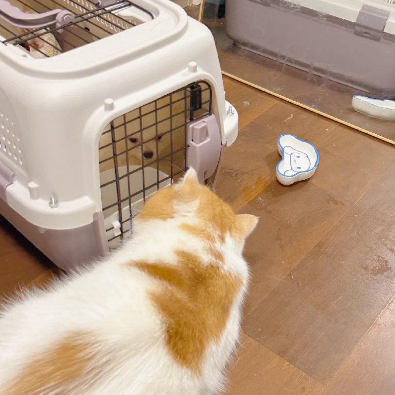 #b站相册动态 ＃宇宙偏袒猫猫 十一月快乐🎉我在户外逛街今晚八点直播预计是观影回有三个想法，请大家帮我选一个1.那年今日 珈乐生日会的录播2.黑灯《你谁呀》脱口秀专场3.看我刷抖抖短视频最近还是要戴口罩的 流感很严重 昨天出门回来脑壳蒙蒙的 谁ququ我我就把流感传染他45 分钟前 | -三松许-