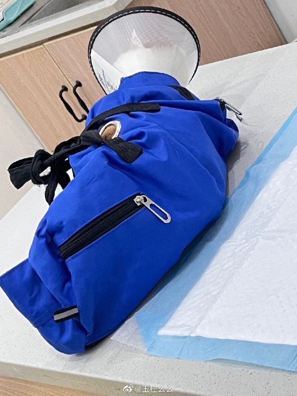 #微博评论 你像窝在被子里的束缚被评论的微博 三松许玉桂幺幺       “说来嘲讽   我不太懂  渴望你懂”         《红玫瑰》              🐿🥀52 秒前 属地河南 | 玉桂幺幺