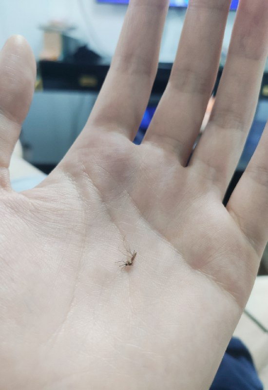 #珈乐魂 #微博评论回复 蚊蚊好可怜 呼呼被回复的评论 2 小时前 @啵啵王阿饼