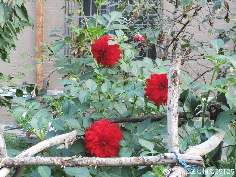 #珈乐魂 #微博评论回复 肥美！被回复的评论 2 分钟前 @账已注号销路25125