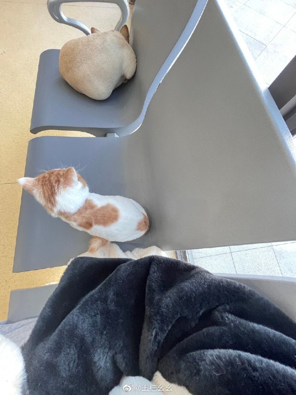 #微博评论 我们是下一位 前面还有一只勾勾被评论的微博 17骑你要早点睡觉1 分钟前 属地河南 | 玉桂幺幺