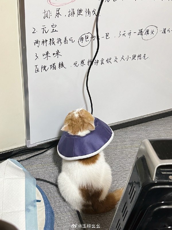 #微博评论 跟医生沟通了后续拆线问题，决定相相今天不回家在学生宿舍（宠物医院）再住三天左右，等到拆线完成再回家