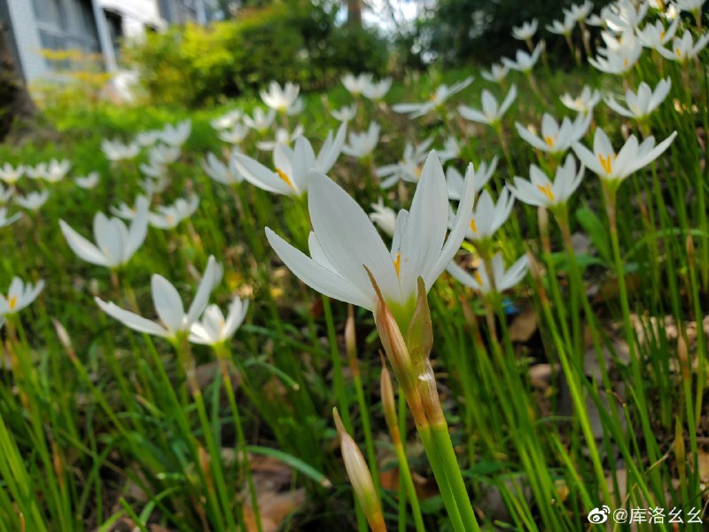 #珈乐魂 #微博评论回复 草被回复的评论 8 分钟前 @库洛幺幺