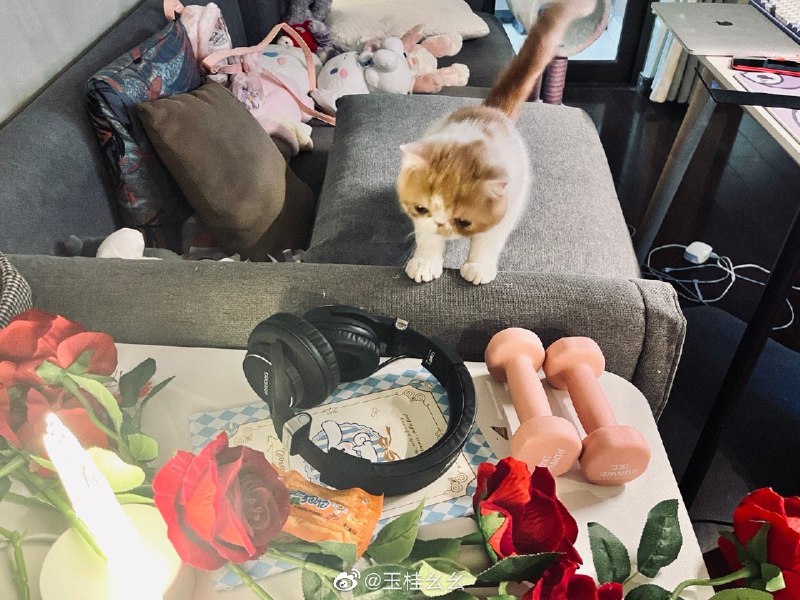 #珈乐魂 #微博评论回复 回复@唐玉小狗