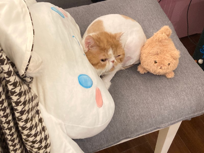 #b站相册动态 共 2 张