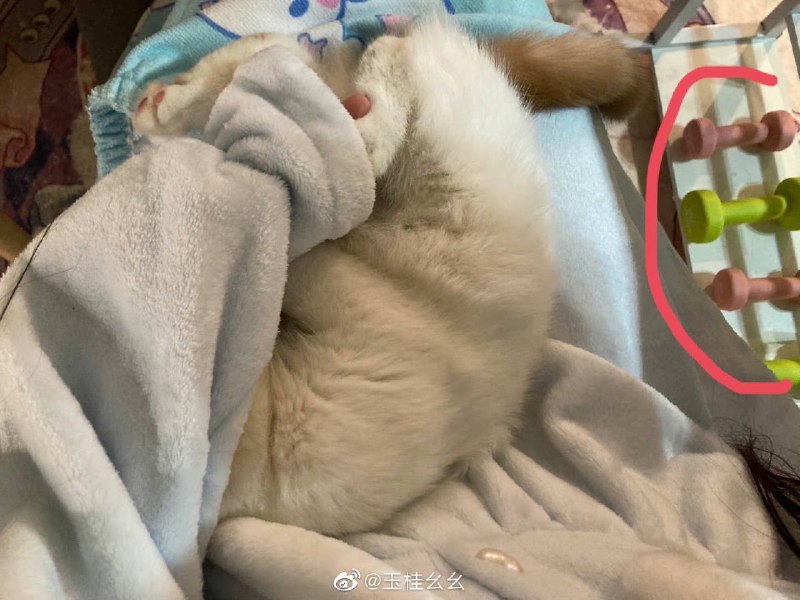 #珈乐魂 #微博评论回复 当然是芥末啦被回复的评论 1 分钟前 @不2不叫周婌怡