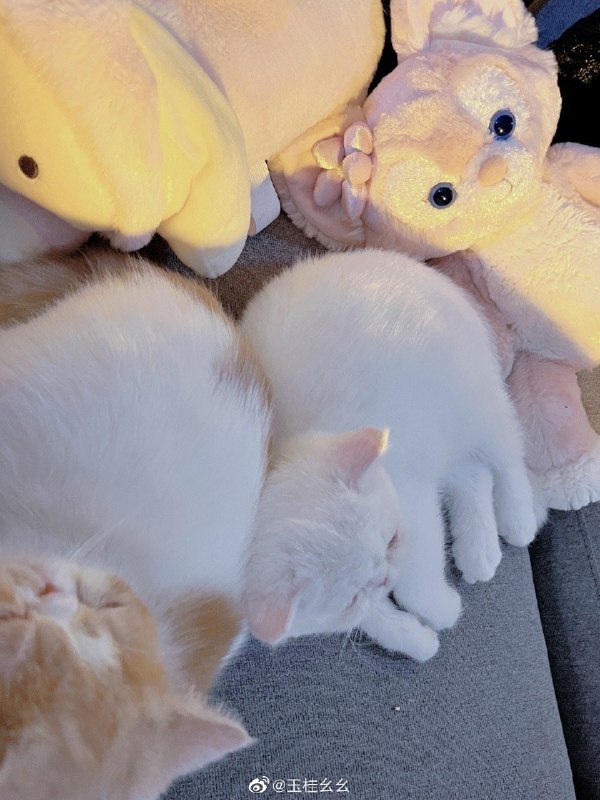 #珈乐魂 #微博评论 402276 洗澡用时过久 晚安咯被评论的微博 三松许玉桂幺幺 ｜·王菲经典曲目串烧cover｜·爱来自啵啵与狼#亿点曝光计划# 🤣顺便来征集 🤪有没有什么特别并且特别的翻唱类主题构思要和我分享呀🥳耶 玉桂幺幺的微博视频1 分钟前 属地河南 | 玉桂幺幺