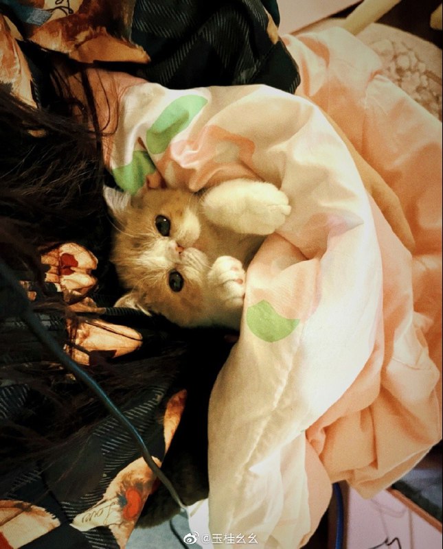 #珈乐魂 #微博评论 看被评论的微博 玉桂幺幺的微博直播46 秒前 属地河南 | 玉桂幺幺