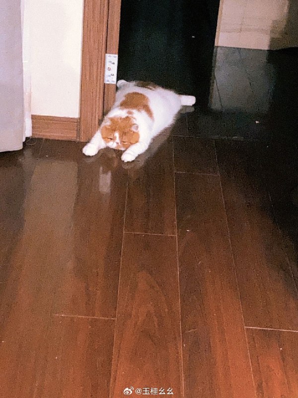 #微博评论 晚安嗷嗷真相嗷嗷被评论的微博 三松许 🎨👋 ˖⁺₊⁺宝 宝 你 看39 秒前 属地河南 | 玉桂幺幺