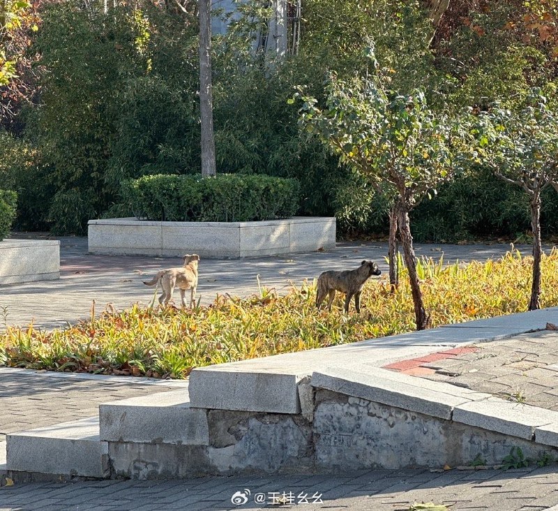 #微博评论 哈哈你两想必也没有买到票吧被评论的微博 没有买到[泪]我提前了这么久来了[泪]还是没有买到[泪]我要哭了😭33 秒前 属地河南 | 玉桂幺幺