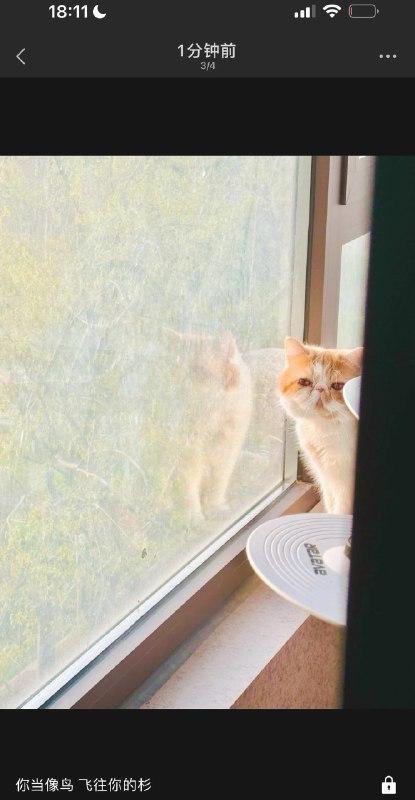 #b站相册动态 ＃小狗说 🔉 ´ ˘ ` 🔉猫好人坏晚安1 分钟前 | -三松许-